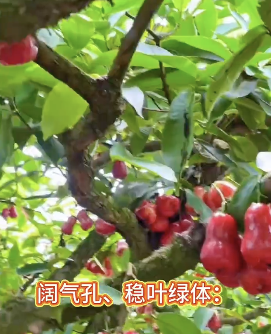 喜农甜如蜜