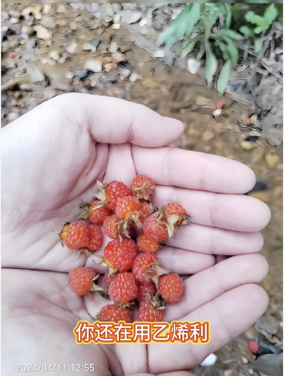 告别催熟陷阱